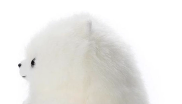 https://fulmo-img-server.com/mohumohudog/1758083925143_lp0uvypp_6vi4gq36.png