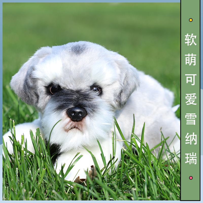 犬 ぬいぐるみ もふもふシュナウザーの友達