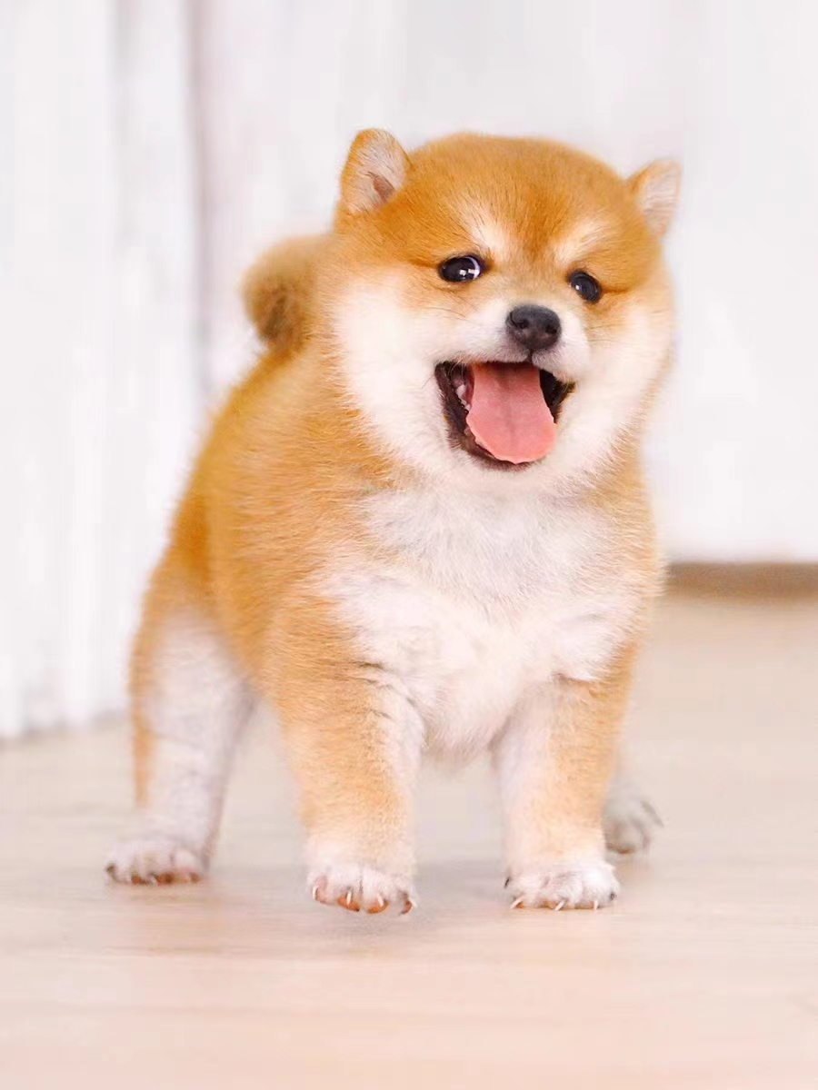 臨場感あふれる野獣のような犬のぬいぐるみで心躍る5選
