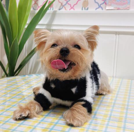 ネイビーコーデ 犬猫用ボーダー柄ペット服 秋冬保温ニット