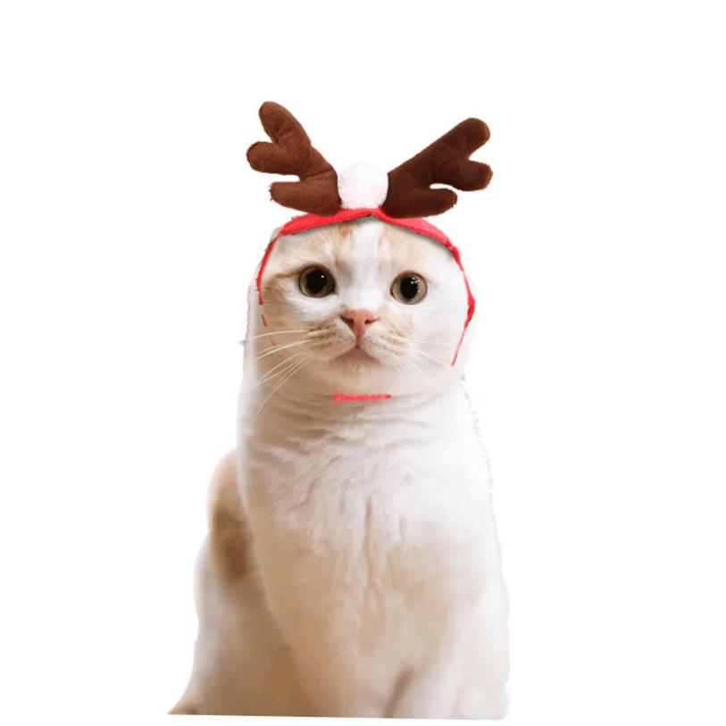 ネイビーコーデ に映える！猫ちゃんの赤いクリスマスコスプレ服で華やかペットコーデ