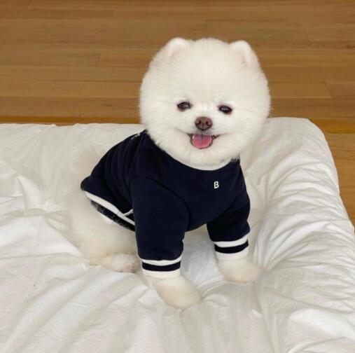 ネイビーコーデ ペット服 起毛裏地トレーナー 紺白ライン