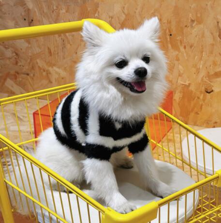 ネイビーコーデ 犬猫用ボーダー柄ペット服 秋冬保温ニット