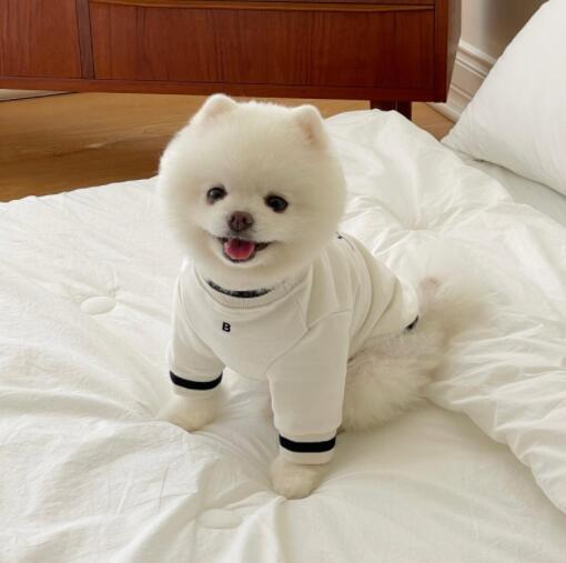 ネイビーコーデ ペット服 起毛裏地トレーナー 紺白ライン