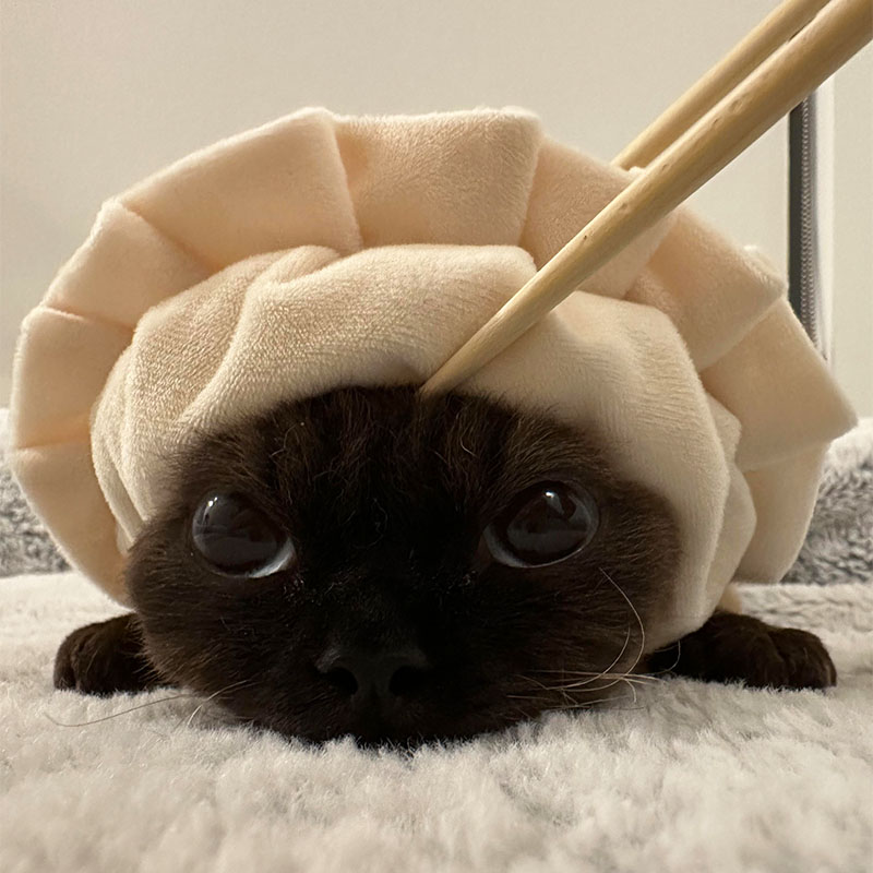 猫服 もちもち飯茶碗帽子