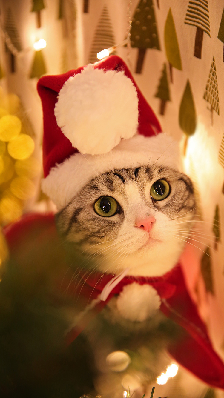 https://fulmo-img-server.com/nekohapi/04d51bf9-830d-469a-9df0-bdd2e42d631f.jpg