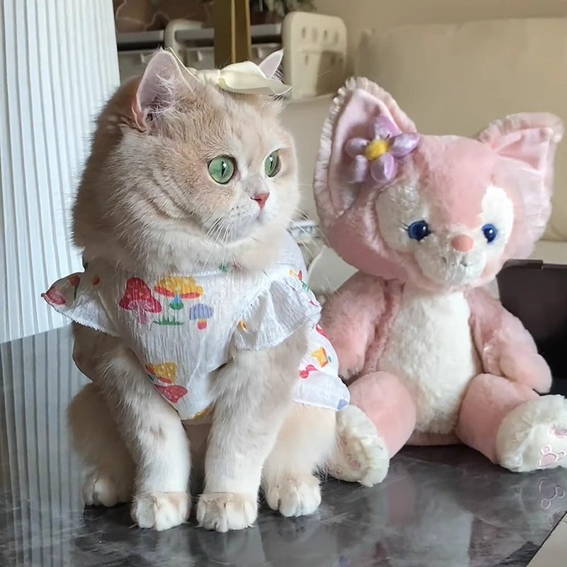 https://fulmo-img-server.com/nekohapi/0536a3b6-a5b5-4f6c-9e77-296109e061ad.jpg