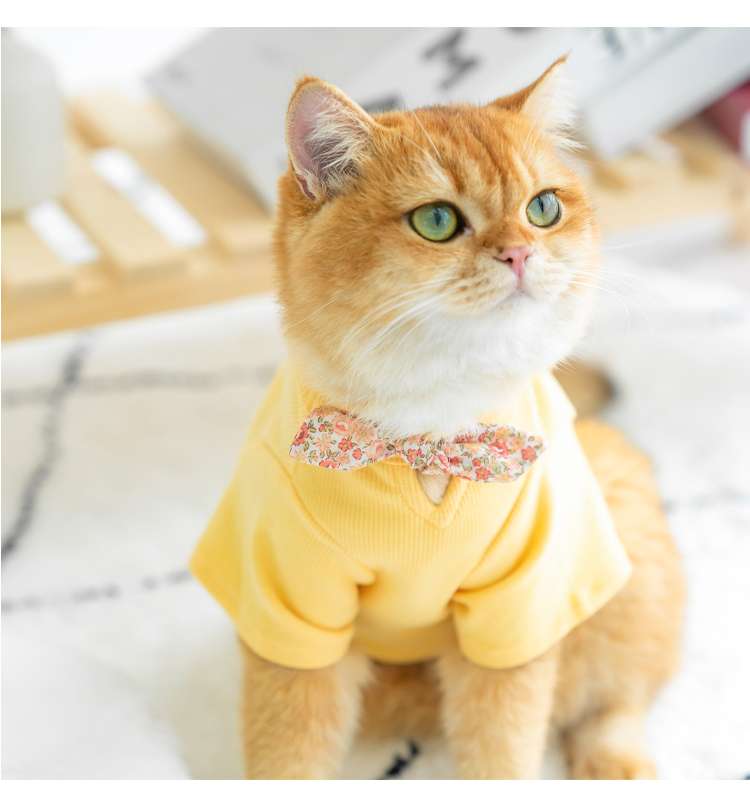 Cat Clothing Clothing | Fluffy Cat Fashion Border