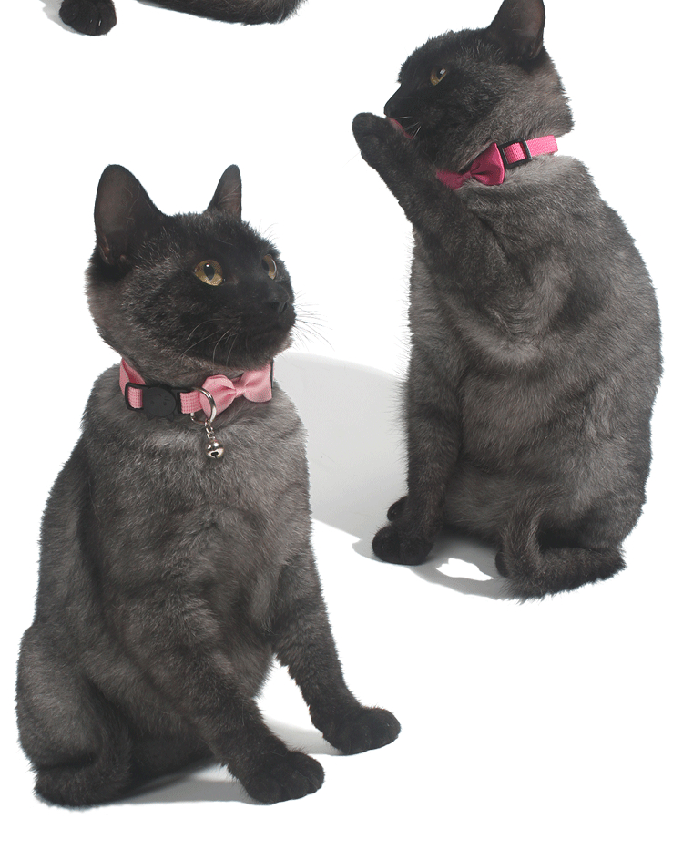猫服 愛らしいリボン付き猫用セーフティー首輪