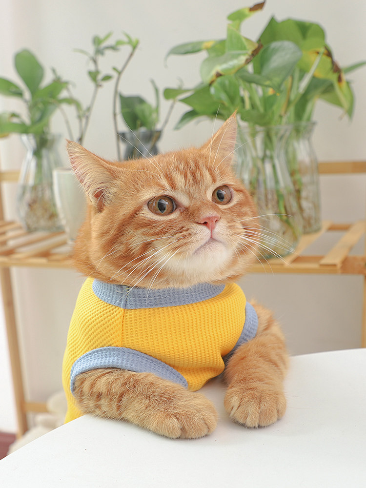 猫服 小花ワンポイント付き配色ニットベスト