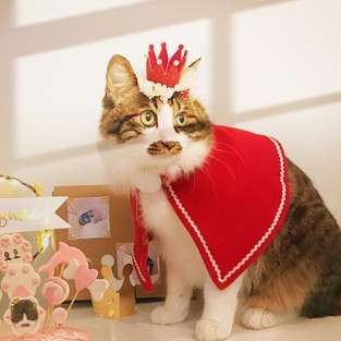 猫服  ねこちゃんのクリスマスコスプレ3点セット