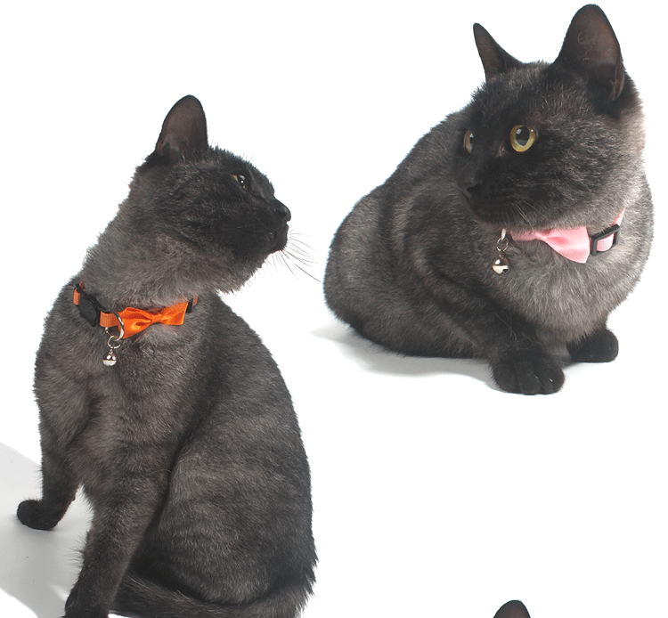 猫服 愛らしいリボン付き猫用セーフティー首輪