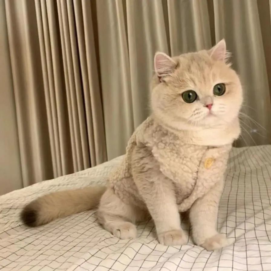 猫服 もこもこボタン付きベスト
