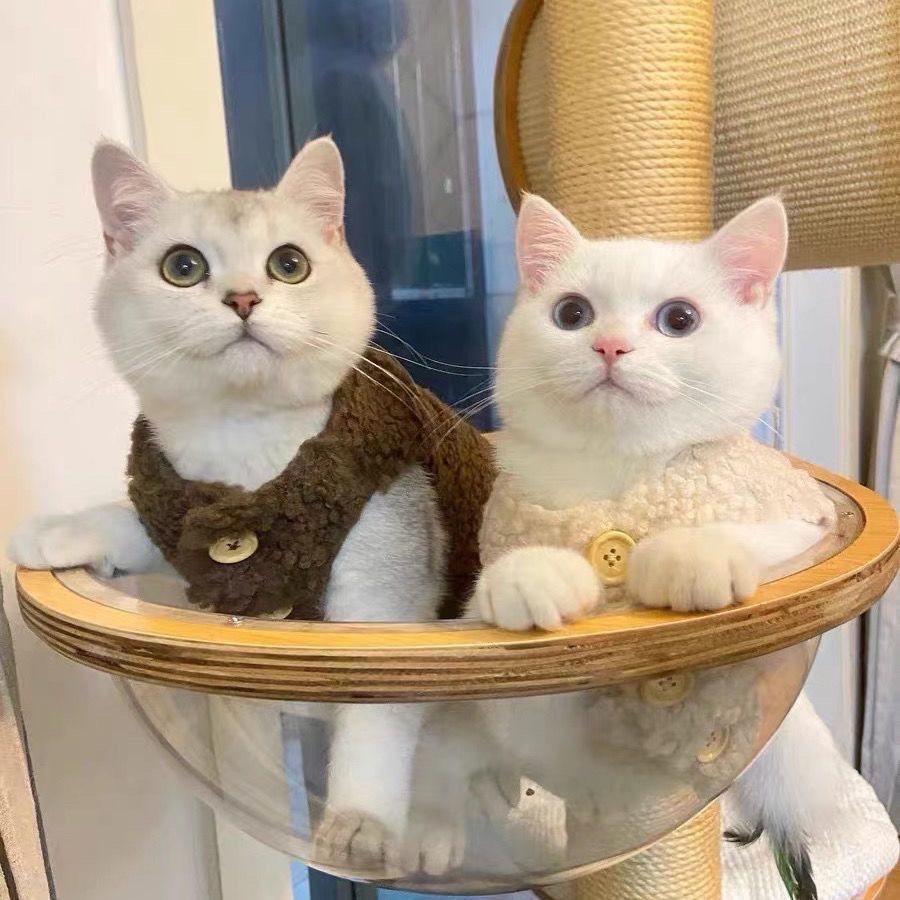 猫服 もこもこボア素材のボタン付きベスト風猫用　防寒服