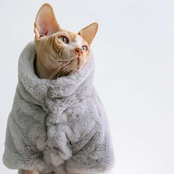 猫服 防寒服 | もこもこ猫ちゃんケープ 冬の防寒着