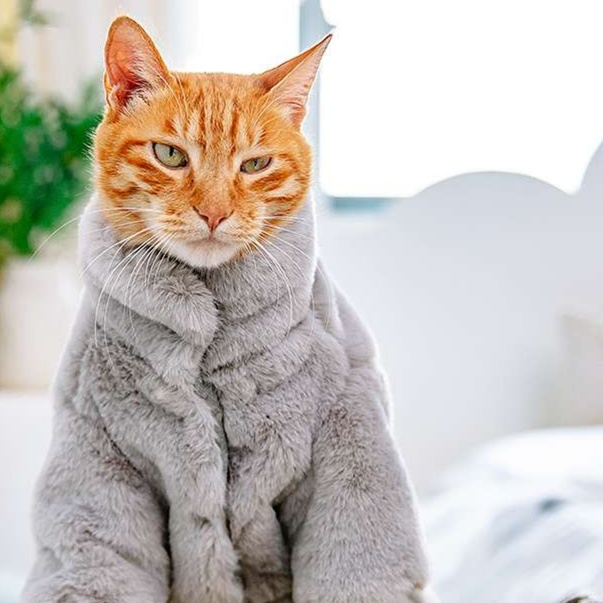 Cat Clothing Winter Jacket | Fluffy Cat Coat