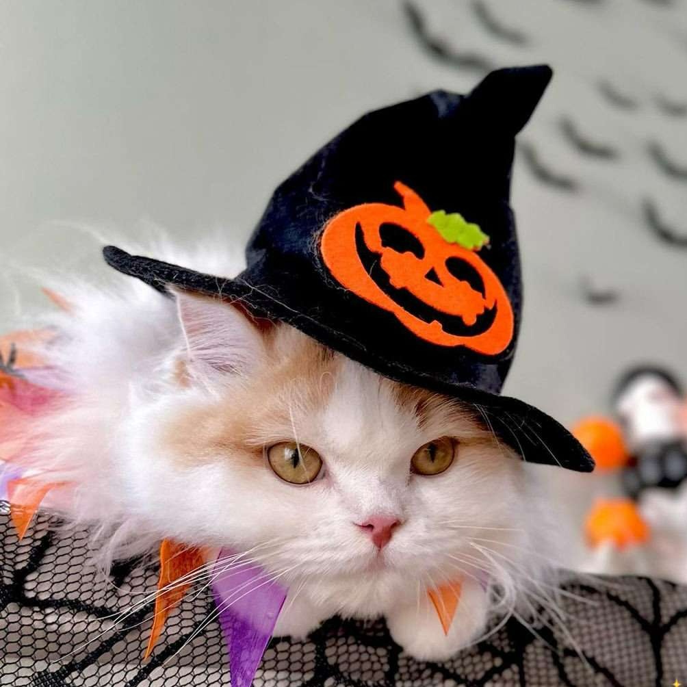 猫 帽子 | ハロウィン猫ちゃん魔女帽子