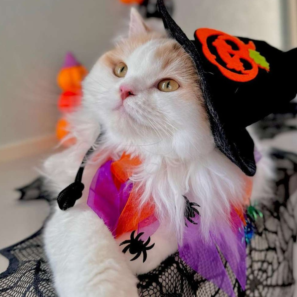 猫服 帽子 | ハロウィン猫ちゃん魔女帽子