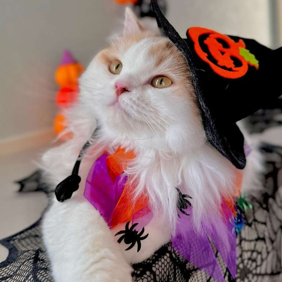 猫服 帽子 | ハロウィン猫ちゃん魔女帽子