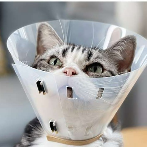 Cat Elizabethan Collar | Soft Toast-Shaped Elizabethan Collar for Pets