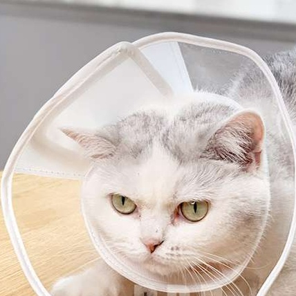 Cat Elizabethan Collar | Fluffy Kitty Elizabethan Collar