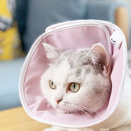 Cat Elizabethan Collar | Fluffy Kitty Elizabethan Collar