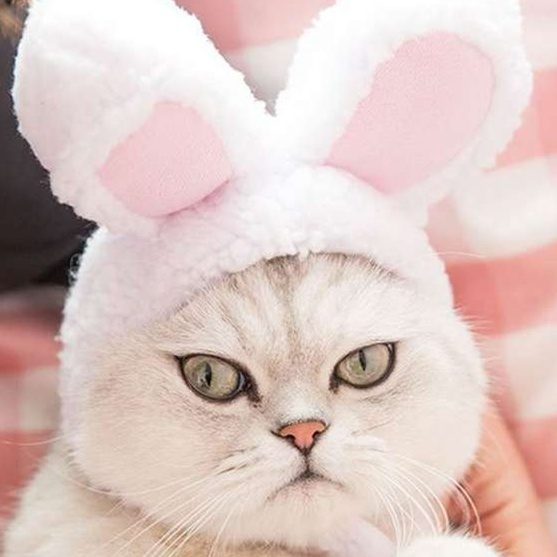 https://fulmo-img-server.com/nekohapi/1726714871908_5bnwdqex_cropped.jpg