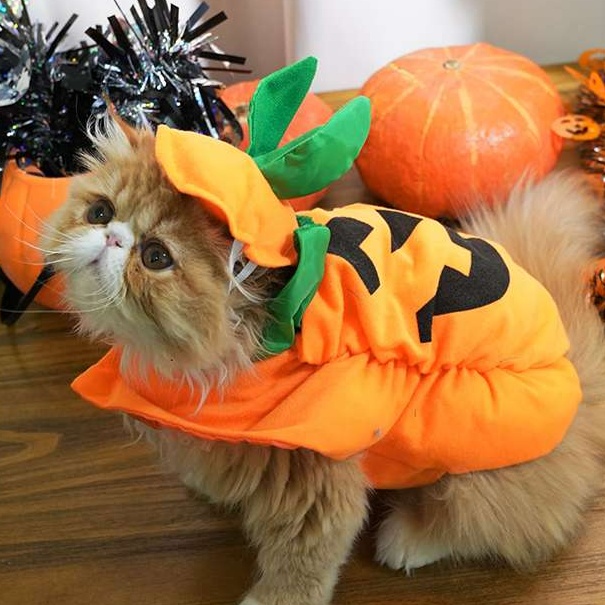https://fulmo-img-server.com/nekohapi/1726716372516_gyxrqi1c_cropped.jpg