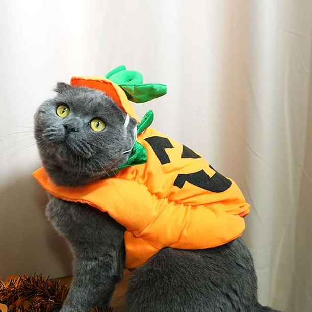 https://fulmo-img-server.com/nekohapi/1726716383344_6hdp9fdb_cropped.jpg