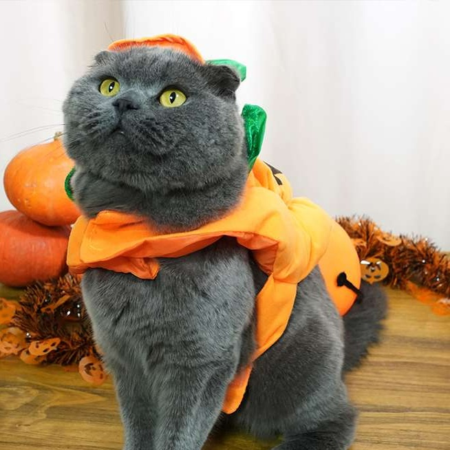 https://fulmo-img-server.com/nekohapi/1726716394211_7evggrol_cropped.jpg