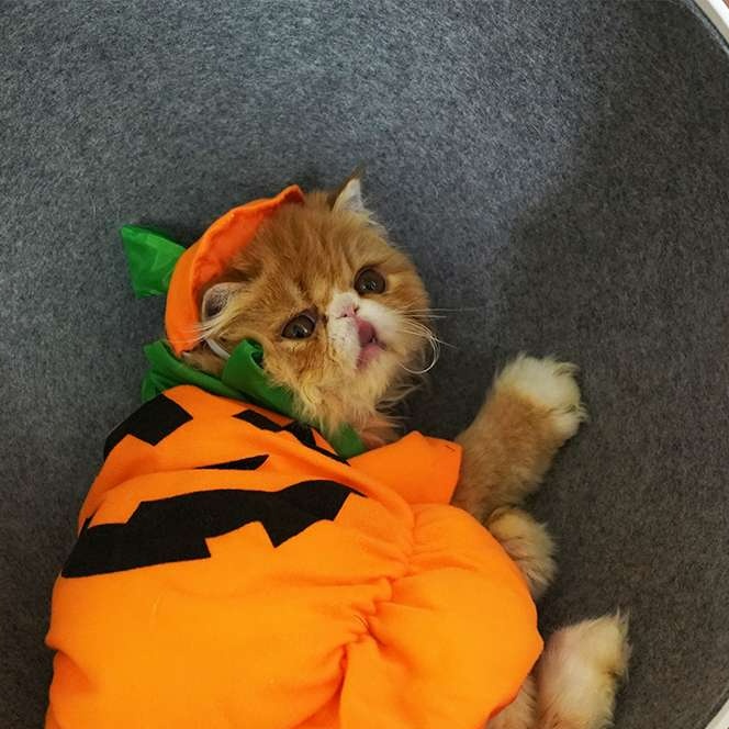 猫 コスプレ | ハロウィンかぼちゃ猫用コスチューム