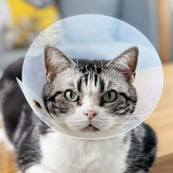 Cat Elizabethan Collar | Soft Toast-Shaped Elizabethan Collar for Pets