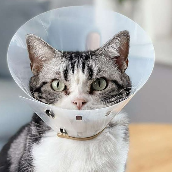 Cat Elizabethan Collar | Soft Toast-Shaped Elizabethan Collar for Pets