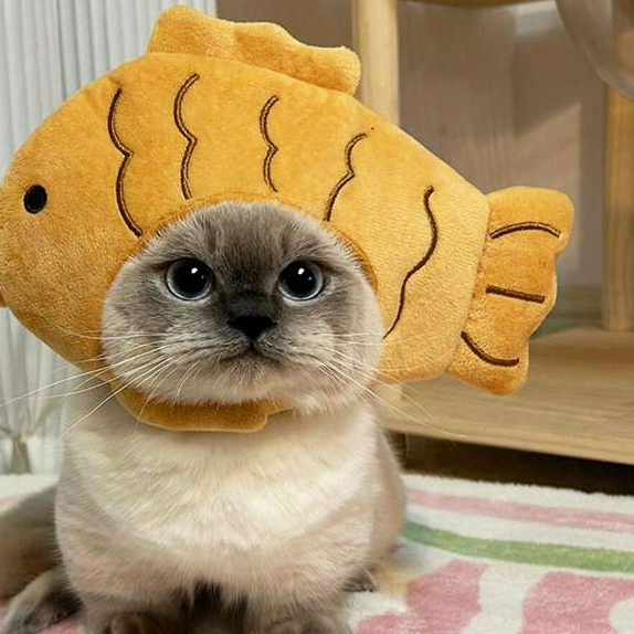 Cat Clothing Hats | Cat Braided Knit Hat