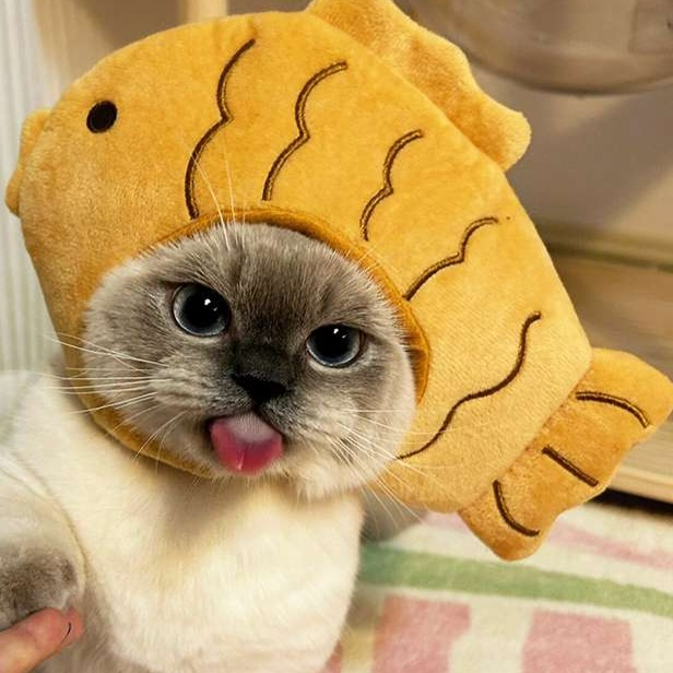 Cat Clothing Hats | Cat Braided Knit Hat