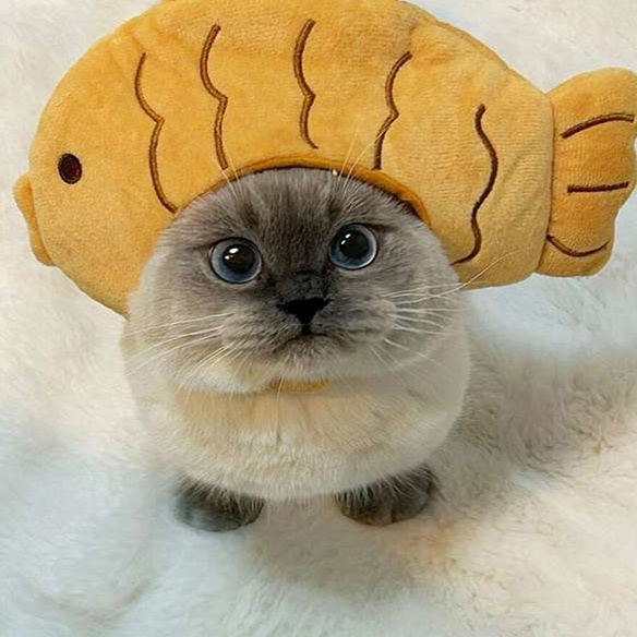 Cat Clothing Hats | Cat Braided Knit Hat