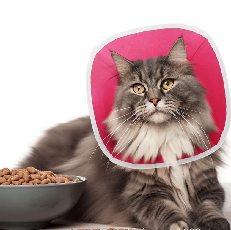 https://fulmo-img-server.com/nekohapi/1727822221919_z3i19ksc_cropped.jpg