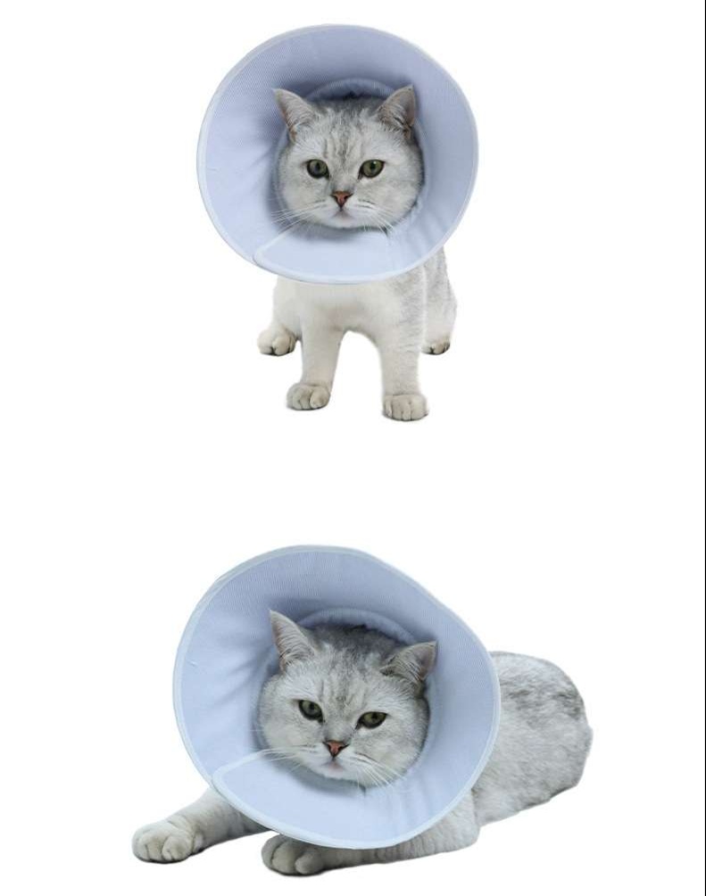 https://fulmo-img-server.com/nekohapi/1728343516413_0r9crkdl_cropped.jpg