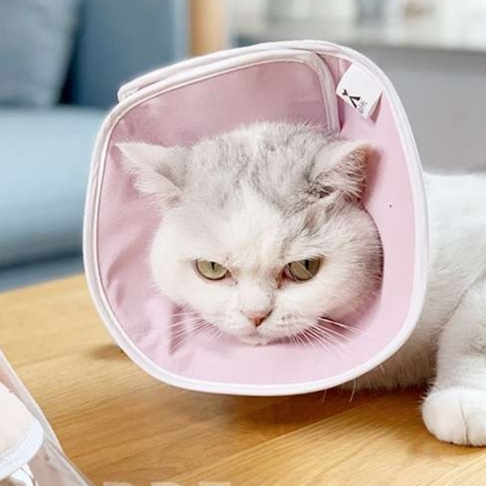 Cat Elizabethan Collar | Fluffy Kitty Elizabethan Collar