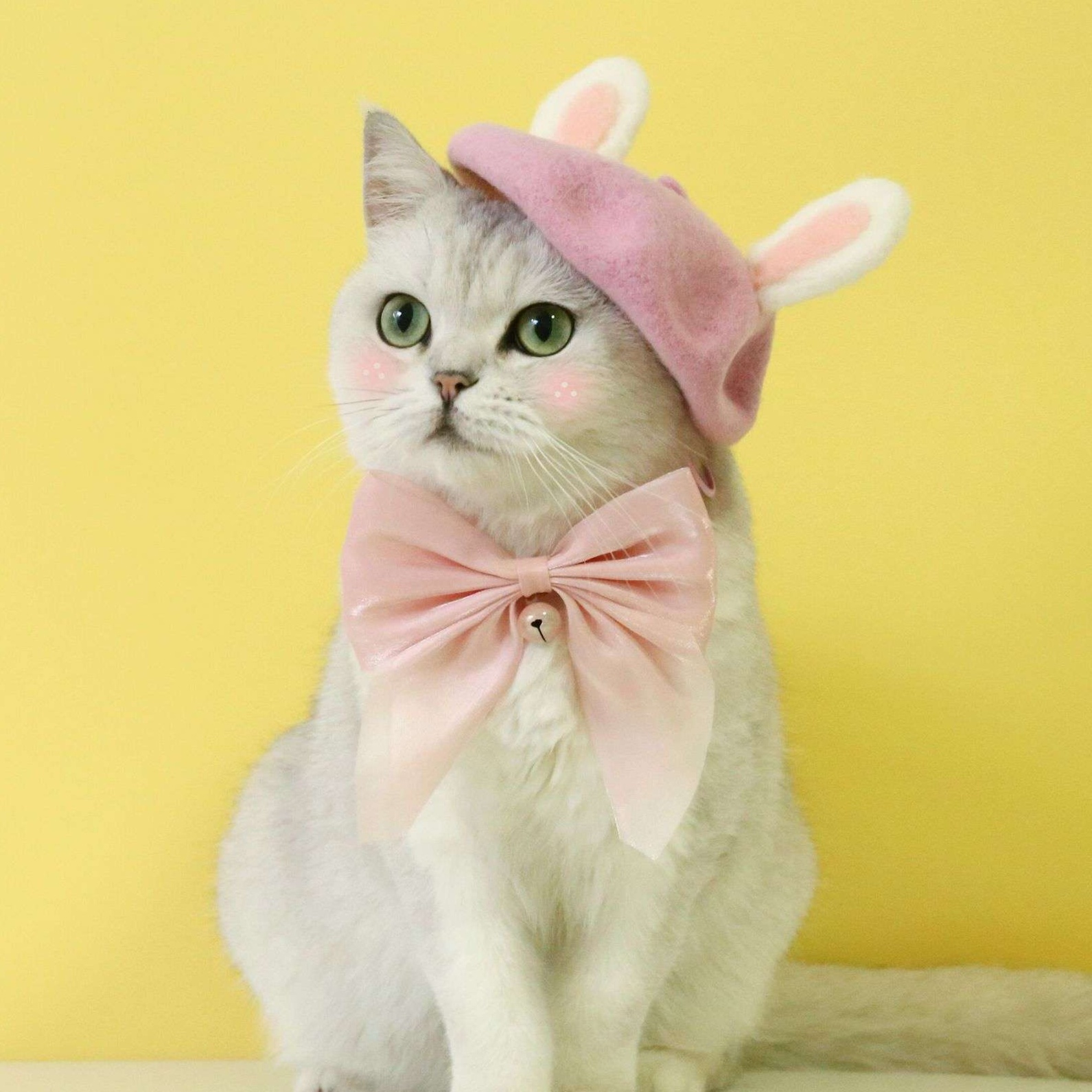https://fulmo-img-server.com/nekohapi/1728873573803_dnvlcmj3_cropped.jpg