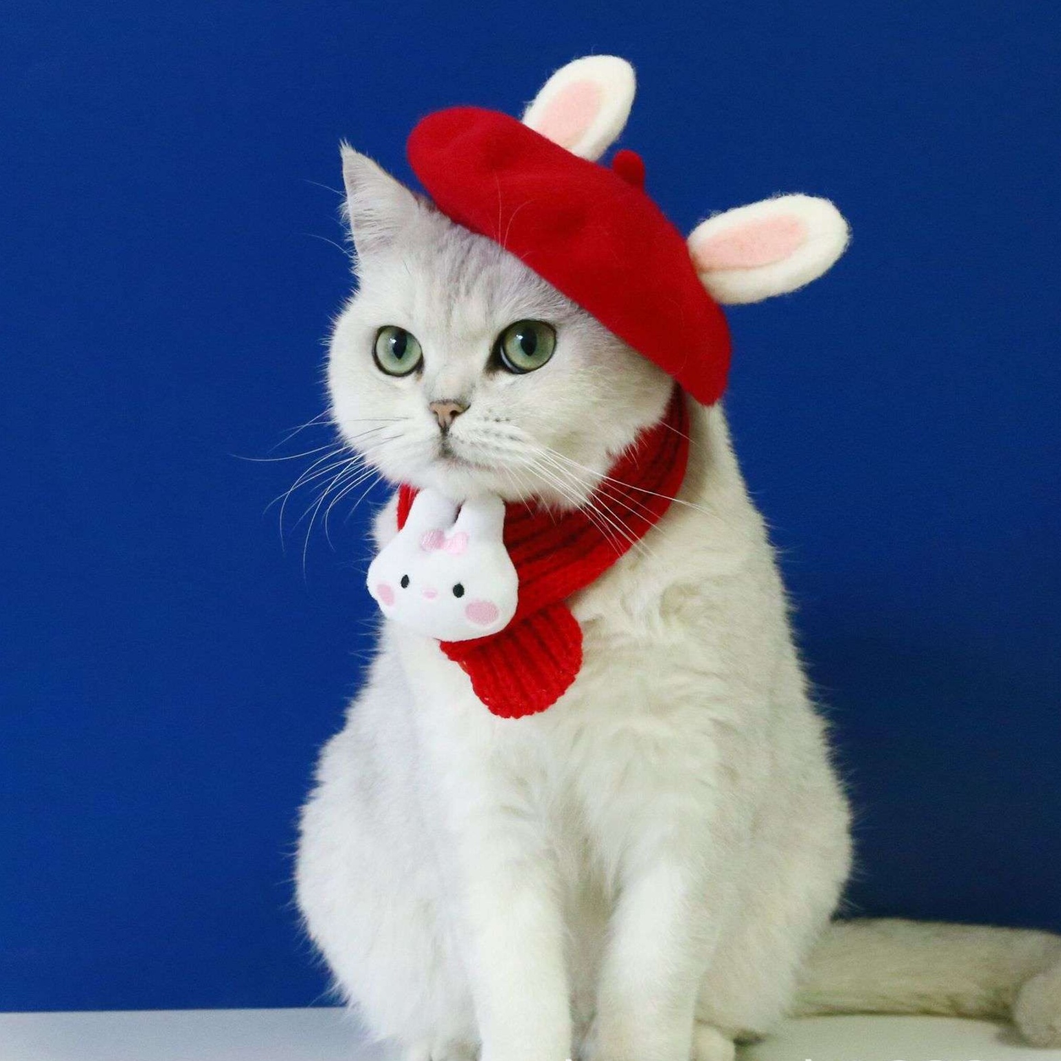 https://fulmo-img-server.com/nekohapi/1728873598204_1r7kb9kl_cropped.jpg