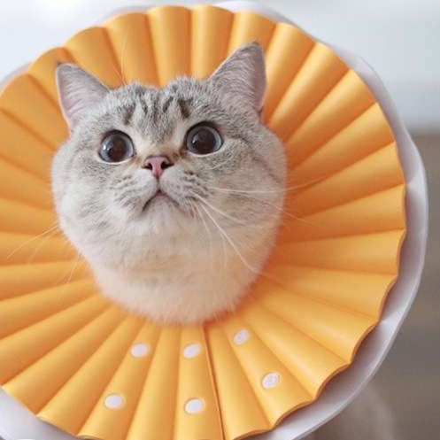 Cat Elizabethan Collar | Soft Pastel Fluffy Elizabethan Collar for Cats