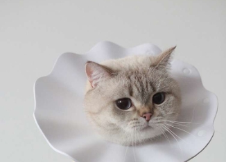 Cat Elizabethan Collar | Soft Pastel Fluffy Elizabethan Collar for Cats