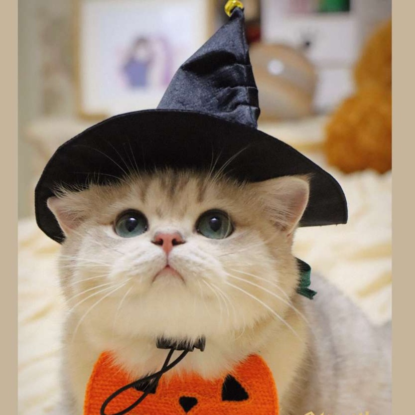 猫服 コスプレ | ハロウィン魔法使い猫コスチュームセット