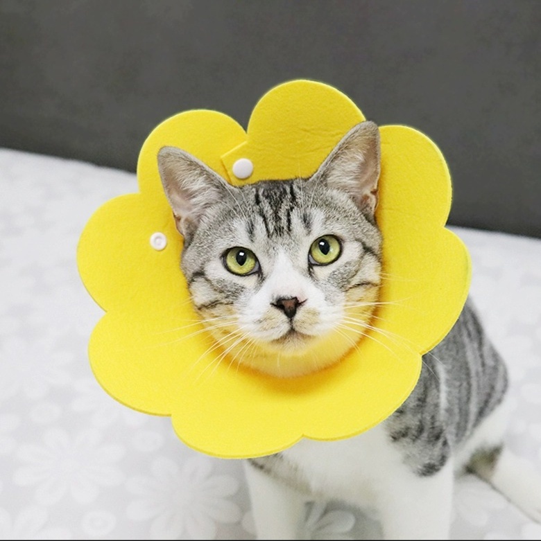 https://fulmo-img-server.com/nekohapi/1736922475585_6vfq4yz8_55oqalcv.jpeg
