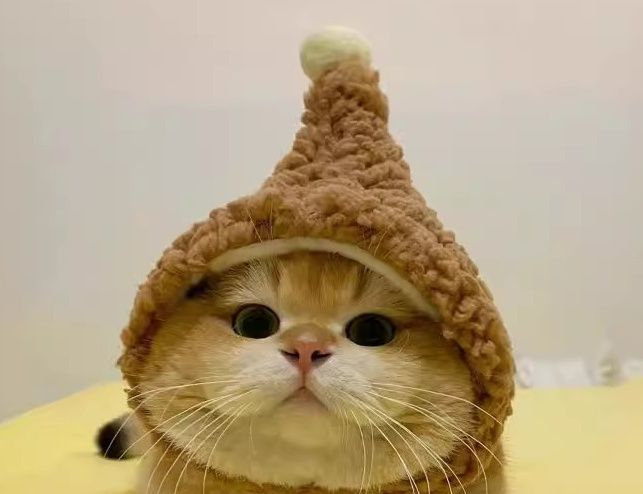 猫服 もこもことんがり猫帽子
