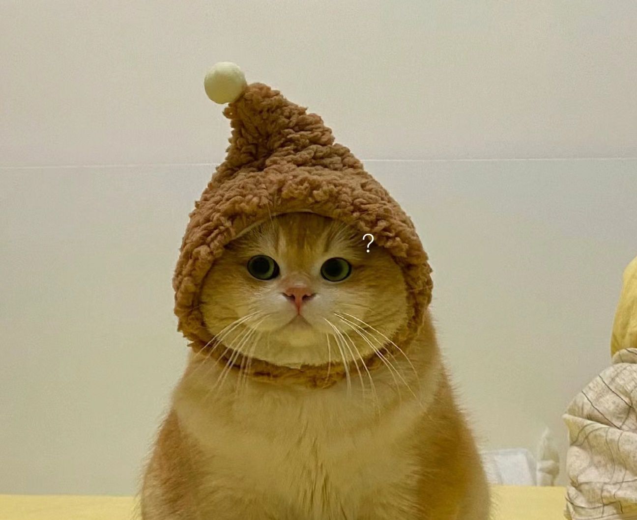猫服 もこもことんがり猫帽子