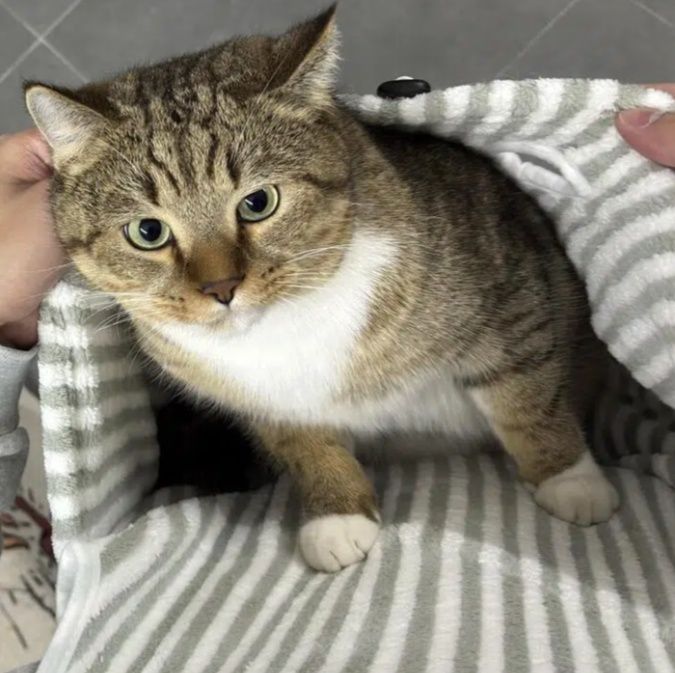 猫服 やさしい包み込み抱っこ服
