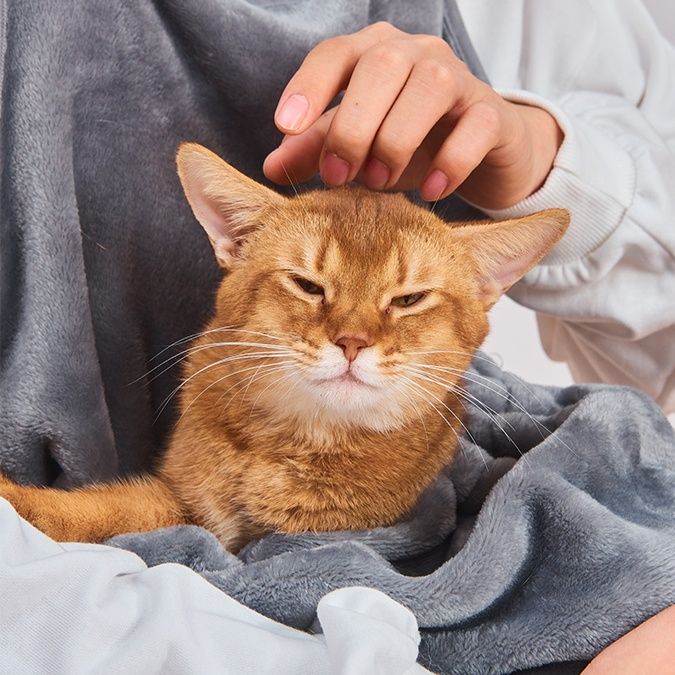 猫服 もふもふ包み込み抱っこポケット