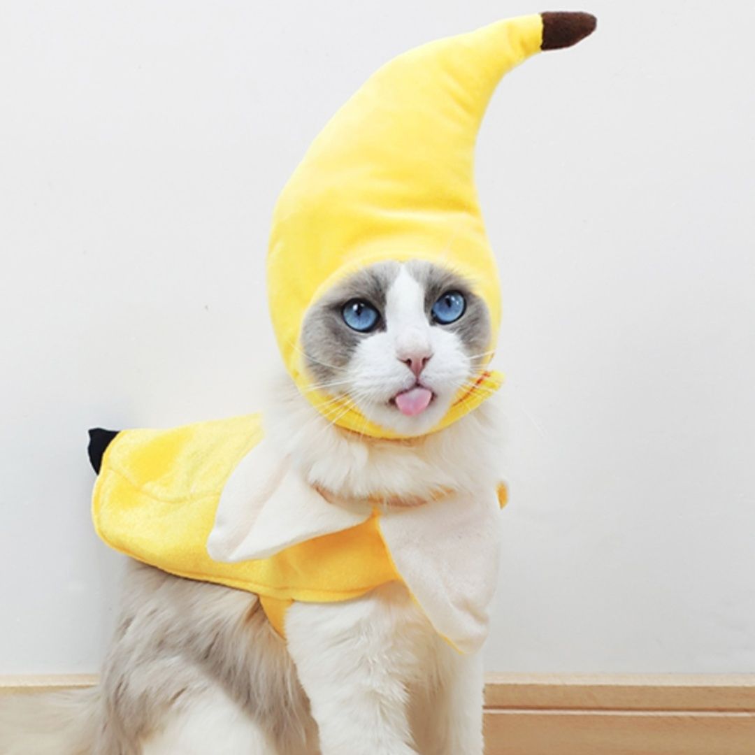 猫服 まるごとフルーツ変身帽子
